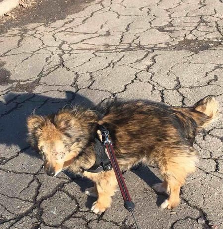 У Маріуполі сліпий пес, втративши очі в результаті ДТП, чекає люблячих господарів