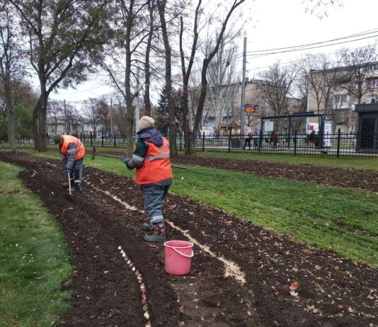 В парку “Веселка” наново висаджують майже 100 тисяч тюльпанів