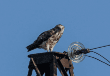 Птахи «Меотиди» готуються до далекого перельоту птахи