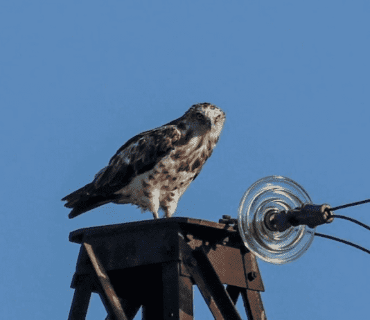 Птахи «Меотиди» готуються до далекого перельоту птахи