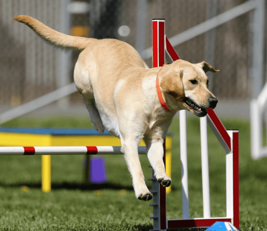 У Маріуполі відкрили майданчик для вигулу собак