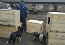 Допомога бездомним собакам у Маріуполі