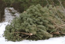 У Маріуполі підприємці не змогли продати тисячу новорічних ялинок. Куди дівають дерева?