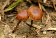 Зберігання та вирощування спор псилоцибінових грибів: Вимоги та Поради