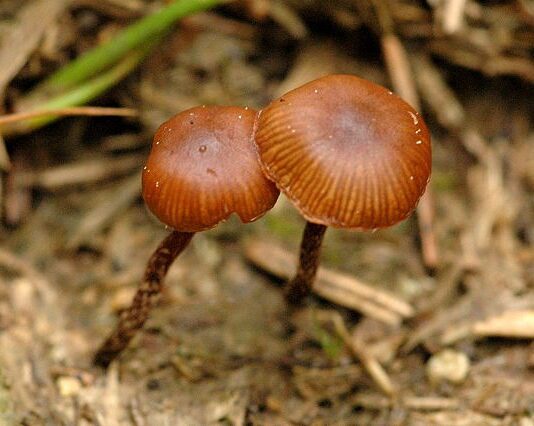 Зберігання та вирощування спор псилоцибінових грибів: Вимоги та Поради