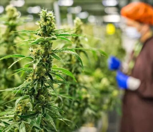 Особисте: головні помилки при пророщуванні насіння конопель